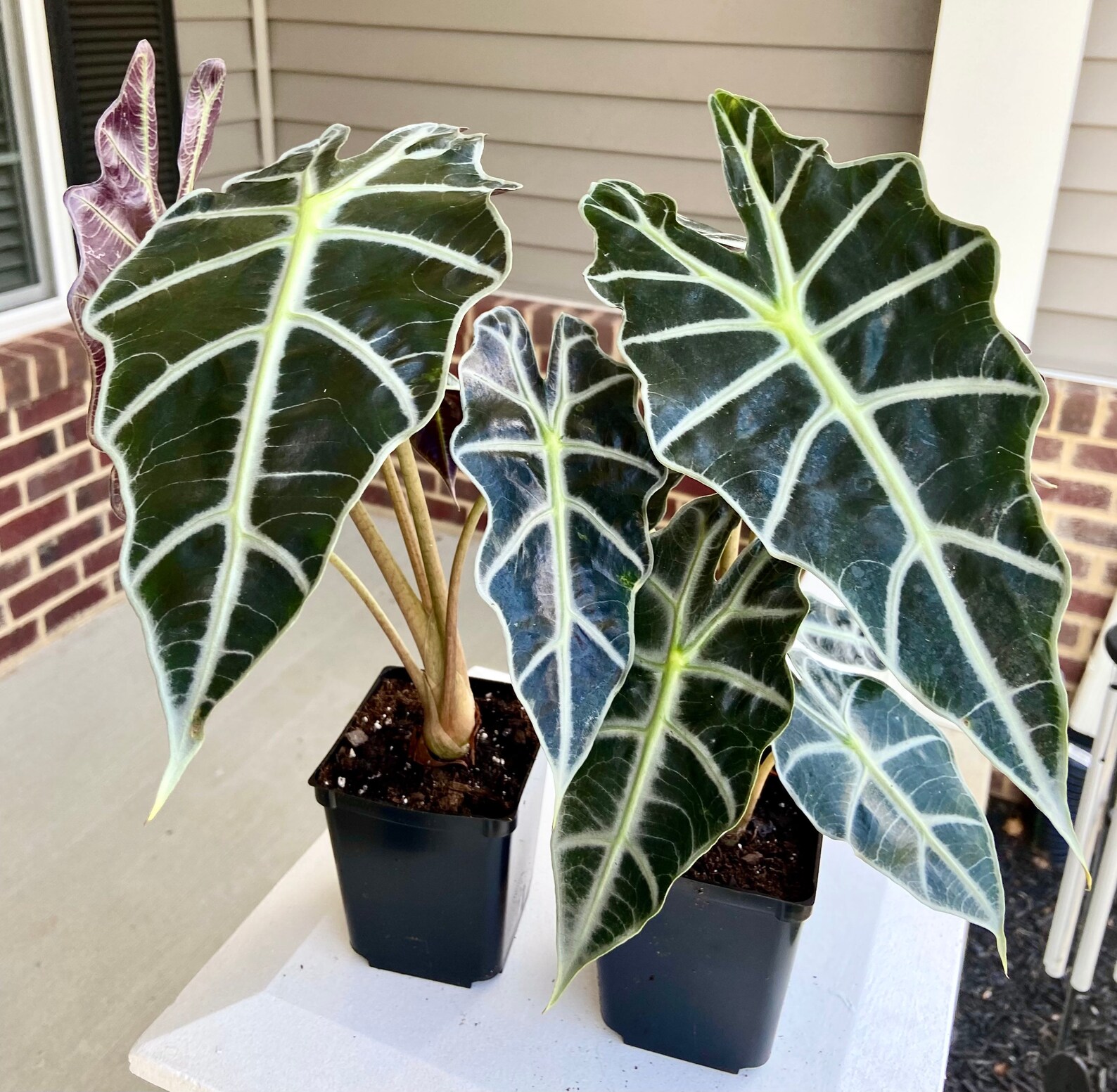 Alocasia African Mask Plant