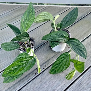 May include: Two potted plants with green leaves. The plants are in black and white pots and are sitting on a wooden deck.