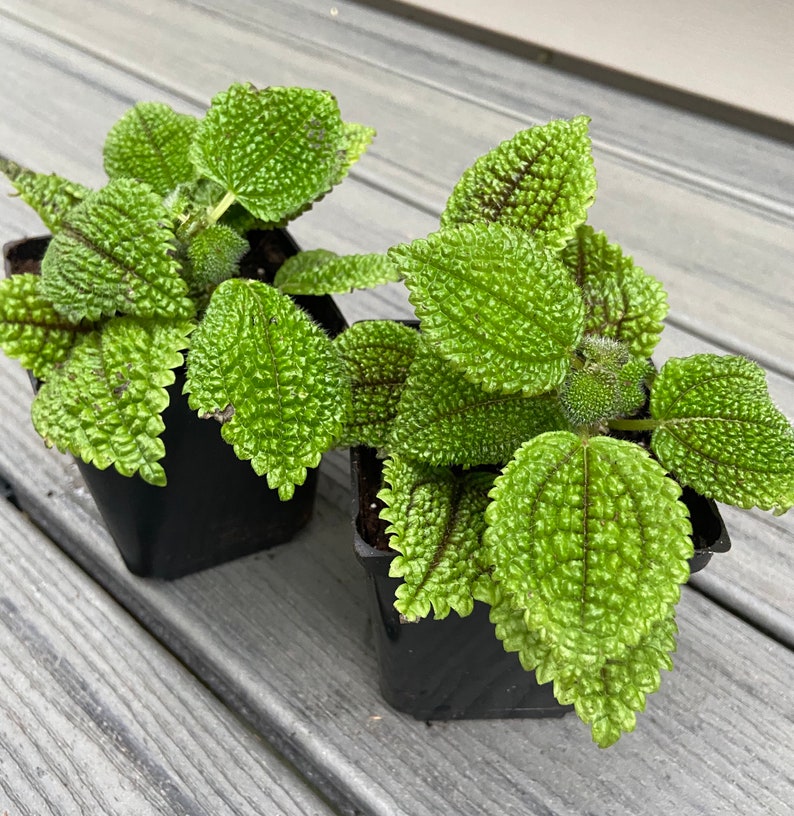 Pilea friendship plants for sale