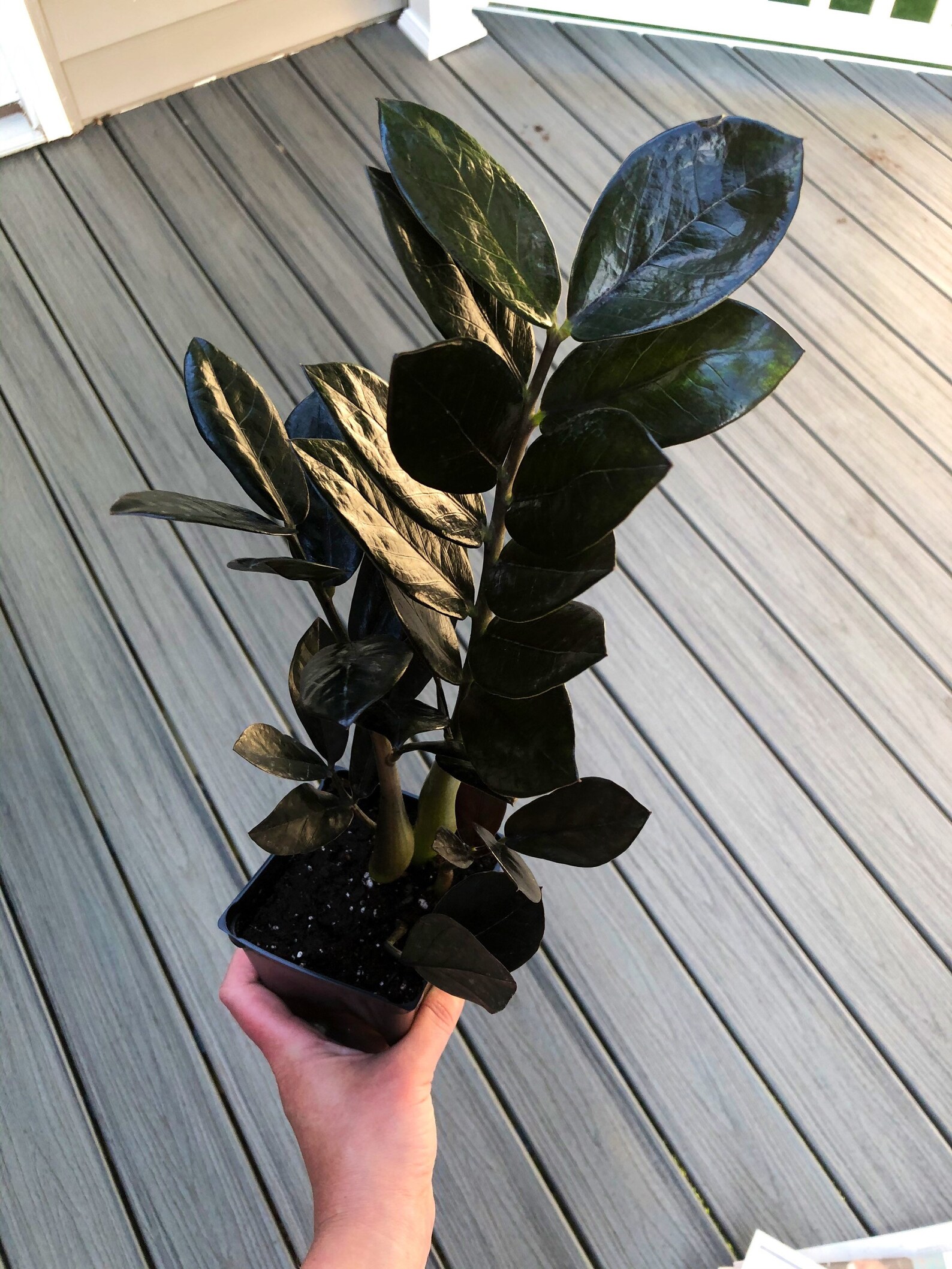 Black Raven ZZ Live Plant fully rooted 4 pot Etsy