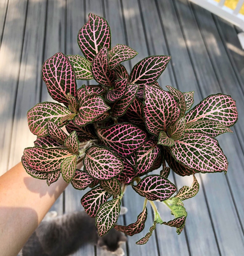 Pink Nerve Plant Fittonia Pink Angel Live Plant fully Etsy