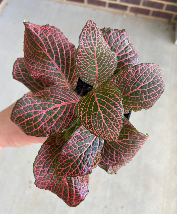 Red Anne Fittonia Live Plant fully rooted 4 pot Etsy