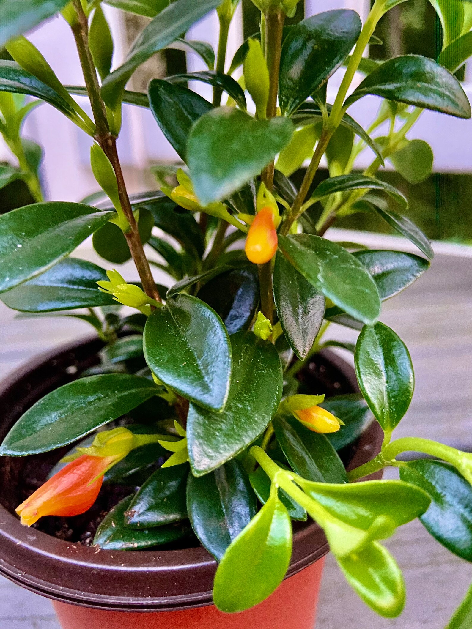 Goldfish Plant 4 Inch Pot Etsy