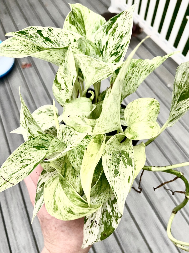 Snow Queen Pothos bright white foliage and stems Live Etsy