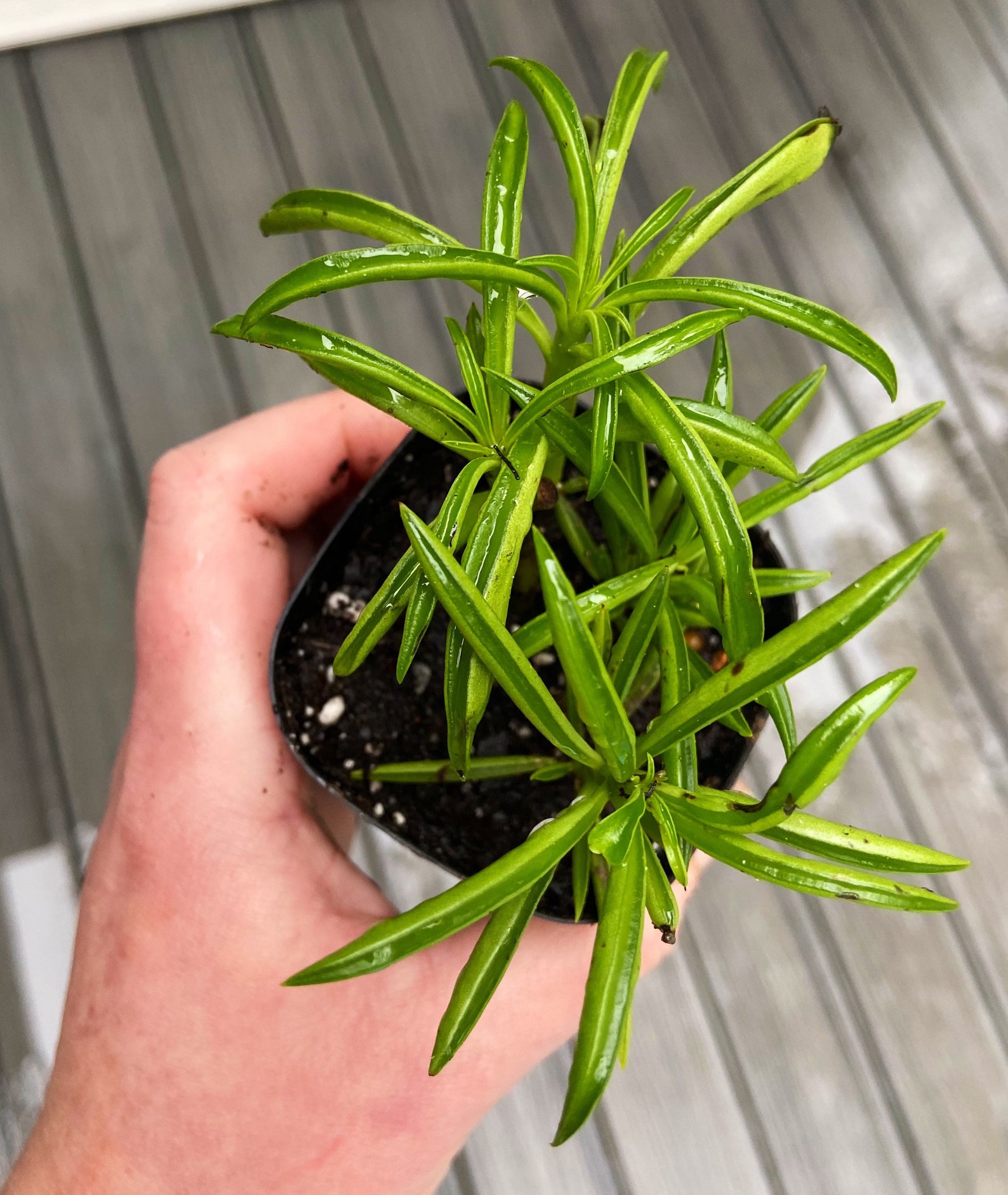 Peperomia Ferreyrae Happy Bean Pincushion Peperomia Live Etsy