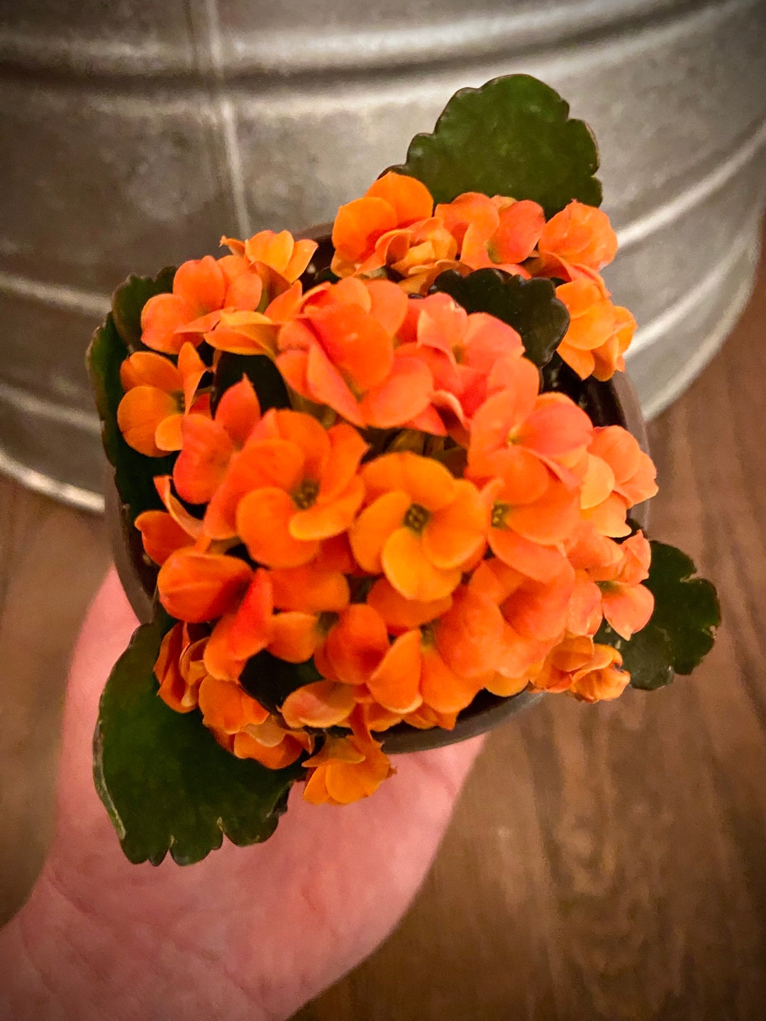 Orange Flower Kalanchoe 4 Inch Pot Etsy
