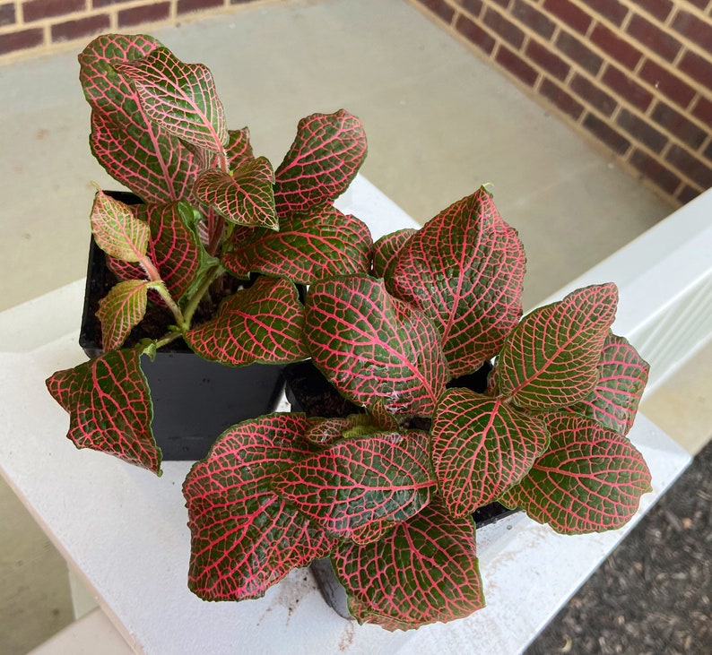 Red Anne Fittonia Live Plant fully rooted 4 pot Etsy