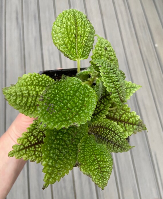 Moon Valley Pilea Friendship Plant Live Plant Fully Etsy