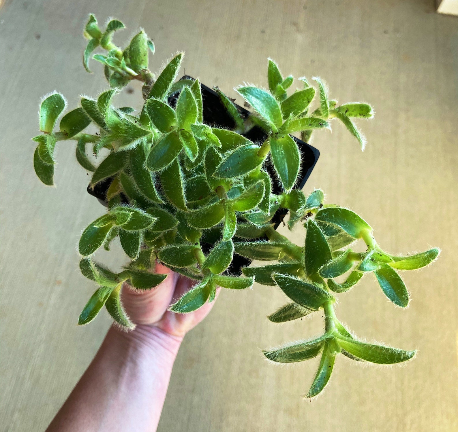 Kitten Ears Succulent rare fuzzy trailing succulent live | Etsy