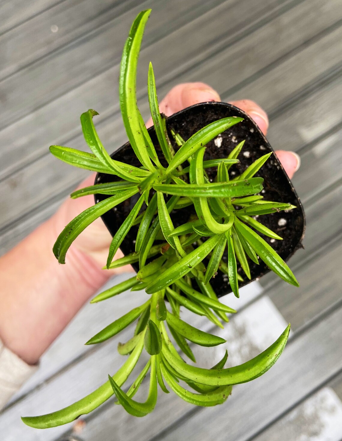 Peperomia Ferreyrae Happy Bean Pincushion Peperomia Live Etsy