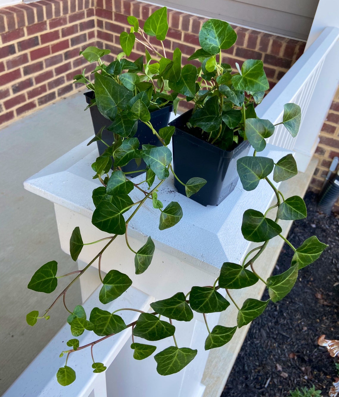 My Heart Ivy Sweetheart Live Plant fully rooted 4 pot Etsy