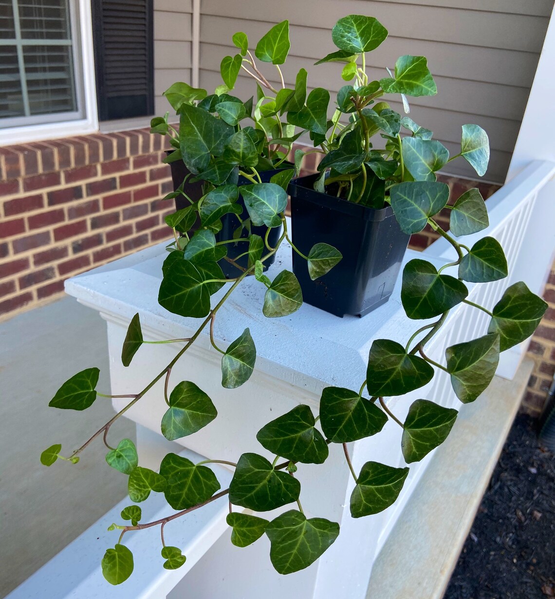 My Heart Ivy Sweetheart Live Plant fully rooted 4 pot Etsy