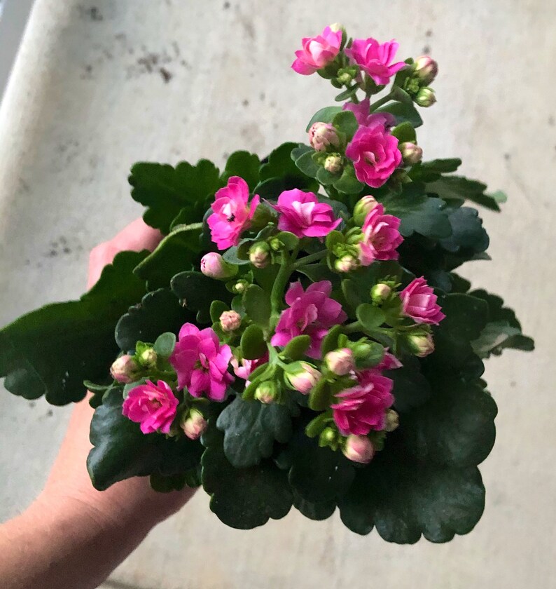 Flowering Kalanchoe Hot Pink Live Plant LARGE fully Etsy