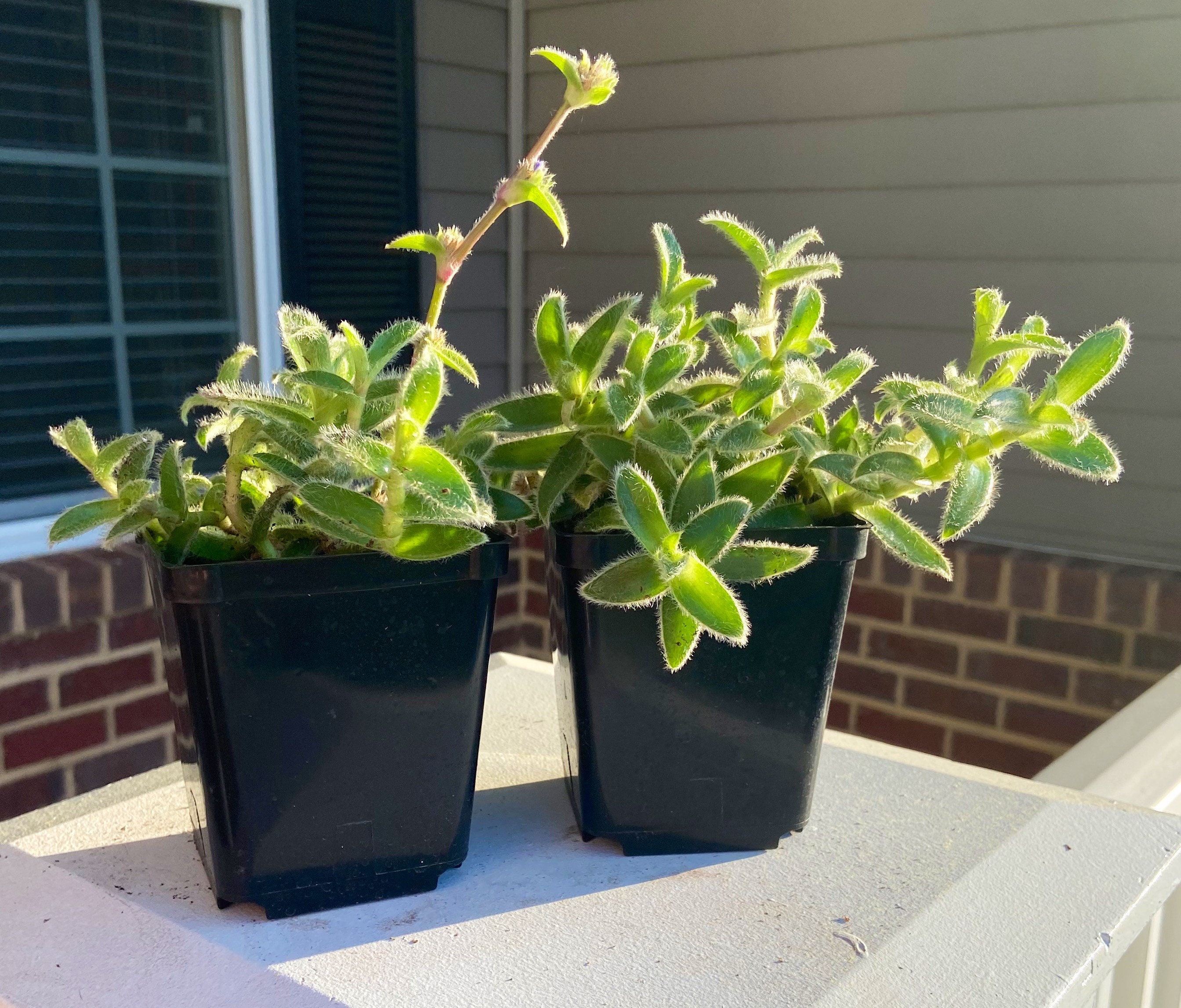 Kitten Ears Succulent rare fuzzy trailing succulent live Etsy