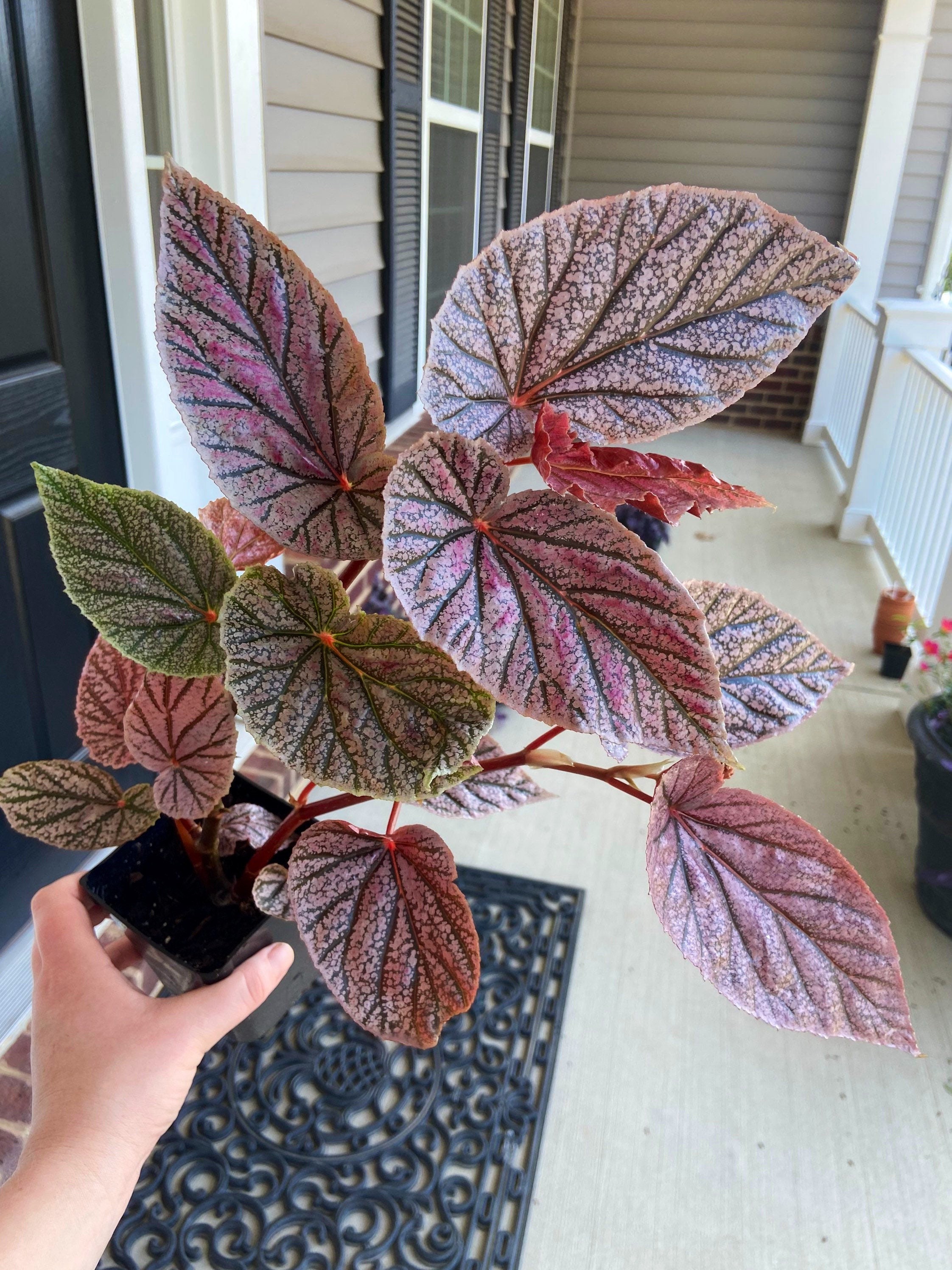 Begonia Miss Mummy Plant RARE - Etsy