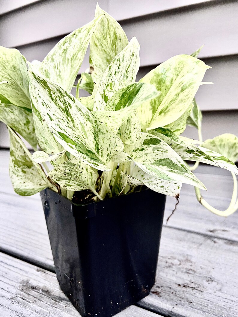 Snow Queen Pothos bright white foliage and stems Live Etsy