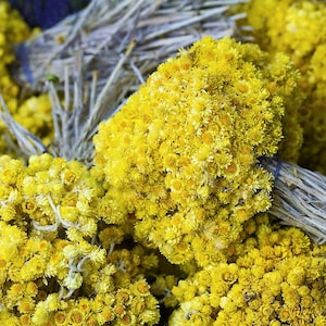 May include: Bundles of dried yellow flowers with stems, tied together with twine. The flowers are arranged in a pile, with the stems facing outwards.