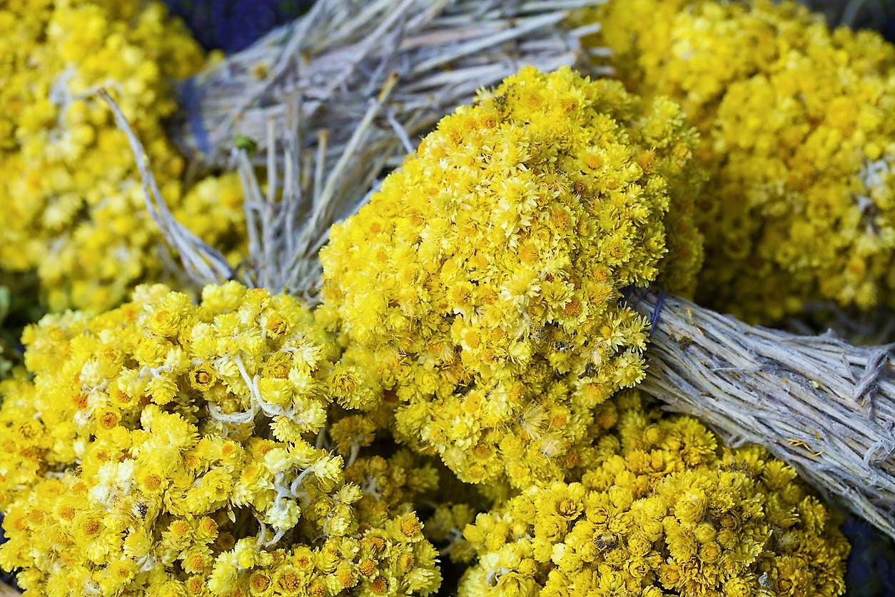 SELNUS Altın Otu Demet 75-100 Gram   Ölmez Çiçek Helichrysum Arenarium Altinotu P 769336406