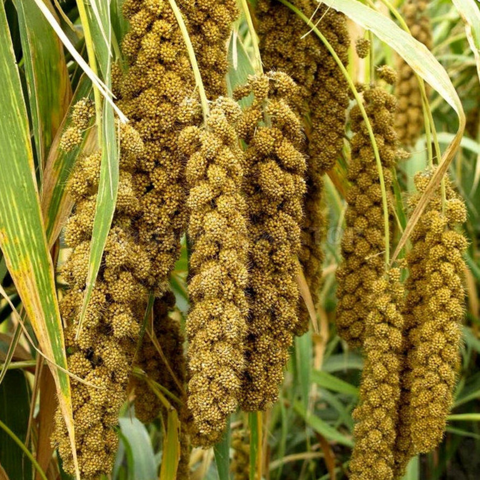 SETARIA Italica foxtail Organic MILLET Bird Seed All Plant Etsy