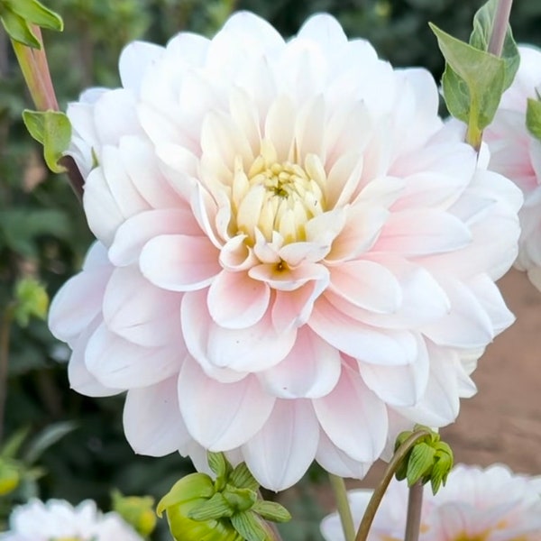 Silver years dahlia tuber light pink