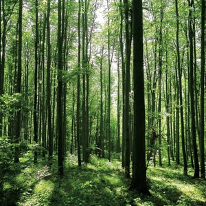 Può includere: Una fitta foresta con alberi alti e sottili e un fitto sottobosco verde. La luce del sole filtra attraverso le foglie, creando un motivo macchiato sul pavimento della foresta.