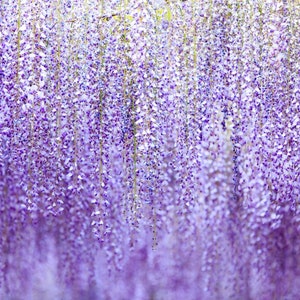 May include: A close-up of a wall of purple wisteria flowers in bloom. The flowers are hanging down in long strands, creating a beautiful and delicate display.