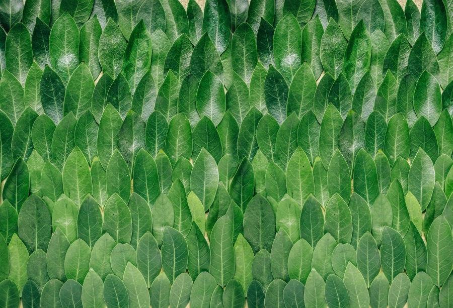 Green leaf Backdrop Computer Printed Photography Backgrounds Etsy