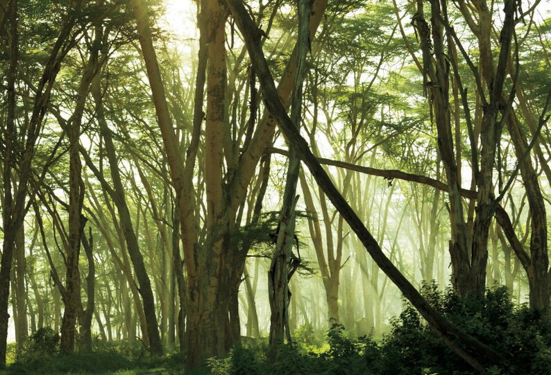 Green Trees Photography BackdropNatural Scenery background | Etsy