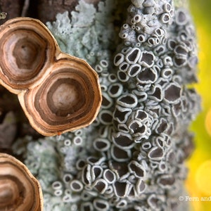 Photo of Lichen and Fungi, Nature Photography, Wall Decor, Lichen Print, Gift for Nature Lover