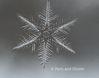 Photo of Snowflake, Nature Photography, Winter Print, Holiday Wall Decor, Snowflake Theme