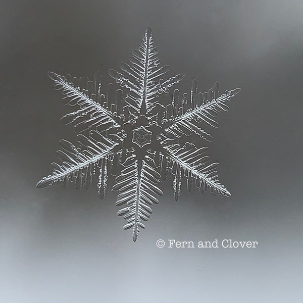 Photo of Snowflake, Nature Photography, Winter Print, Holiday Wall Decor, Snowflake Theme