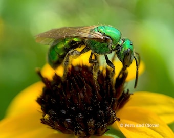 Photo of Tiny Green Bee on Yellow Flower, Nature Photography, Bee Print, Wall Art, Bee Theme, Gift for Bee Lover, Bee Decor