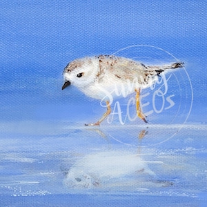ACEO bird, shorebird, sandpiper, sand piper, Piping Plover Chick, beach bird, seashore, artist trading cards, bird aceo, waves, ocean