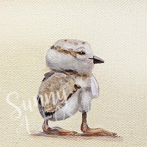 ACEO Miniature Print, Piping Plover chick Bird shorebird shore sea Sandpiper print