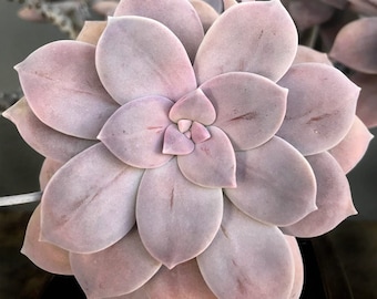 Graptopetalum Superbum Beautiful Pink Lavender Purple Pastel Color