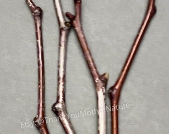 4 Organic Jujube Cuttings for Propagation, Grafting | Free Shipping | Shanxi Li Largest Fruit & Sweet | 대추 Hong Zao 紅棗 táo tàu