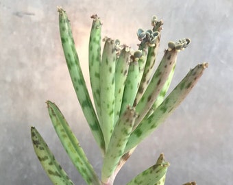 5-6" Tall, Mature Rooted Kalanchoe Tubiflora, Bryophyllum Delagoensis, Mother of Millions, Chandelier Plant