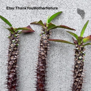 Crown of Thorns Plant Cuttings • Live Plant