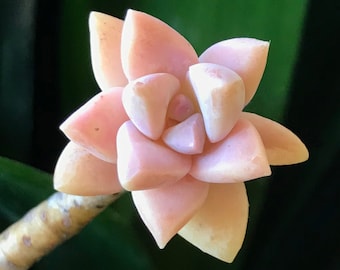 Peach Pink Ghost Plant Cuttings, Graptopetalum Paraguayense Ghosty 'Pinky,' Peach Variety Gorgeous Pink Color Live Succulent