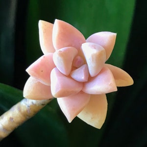 Peach Pink Ghost Plant Cuttings, Graptopetalum Paraguayense Ghosty 'Pinky,' Peach Variety Gorgeous Pink Color Live Succulent image 1