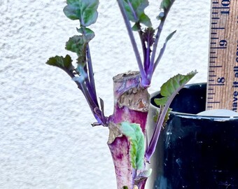 6" Pot Large Purple Tree Collard Starter plant