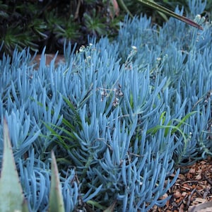 Rooted Blue Chalk Sticks Plant, Chalk Fingers Succulent, Good Ground Cover or in Pot, Beautiful Blue Green Color