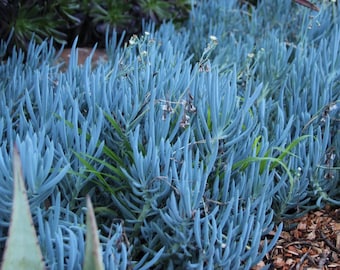 Rooted Blue Chalk Sticks Plant, Chalk Fingers Succulent, Good Ground Cover or in Pot, Beautiful Blue Green Color