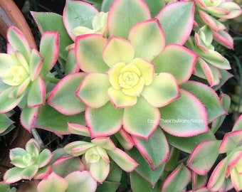 Cluster Aeonium ‘Kiwi’ Succulent, Live