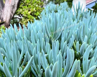 12 Blue Chalk Sticks Cuttings Chalksticks Live Succulent Plant | Free shipping