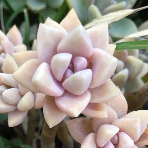 Peach Pink Ghost Plant Cuttings, Graptopetalum Paraguayense Ghosty 'Pinky,' Peach Variety Gorgeous Pink Color Live Succulent image 2