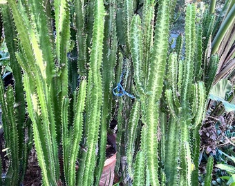 Milk‐tree♡ Selling my African Milk Tree (cactus) $75 : r/DenverGardener