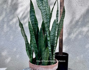 Snake plant live | Sansevieria