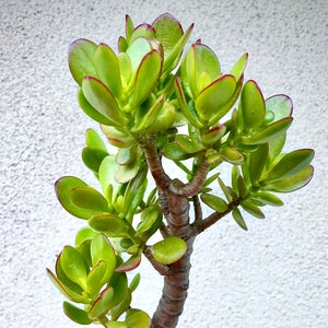 Large Jade Crassula Ovata | Good for Bonsai | Free shipping