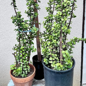 May include: Three potted jade plants of varying sizes, with the largest plant reaching over 3 feet tall. The plants are in brown and black pots, and are sitting on a wooden surface.